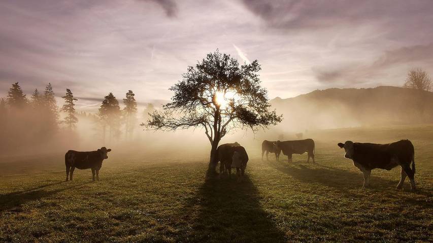 Bauernhof für 5 Personen, mit Garten und Balkon, mit Haustier in Ramsau am Dachstein - 3