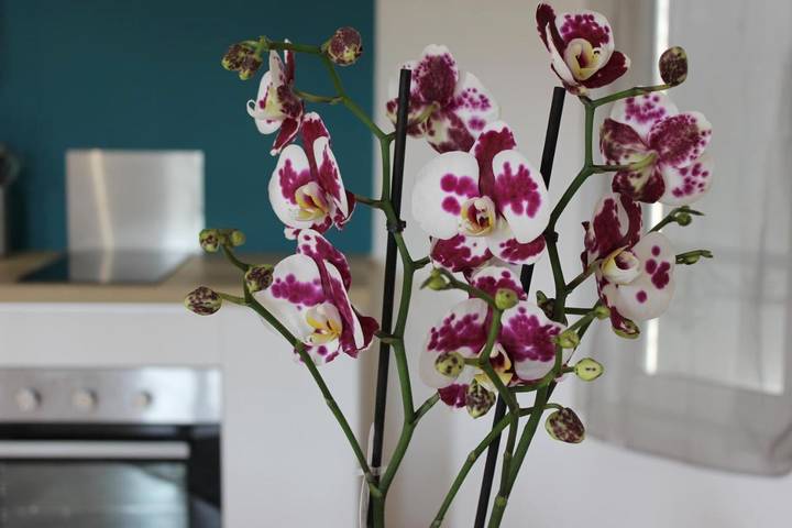 Gîte pour 4 personnes, avec vue et terrasse à Uzerche - 3