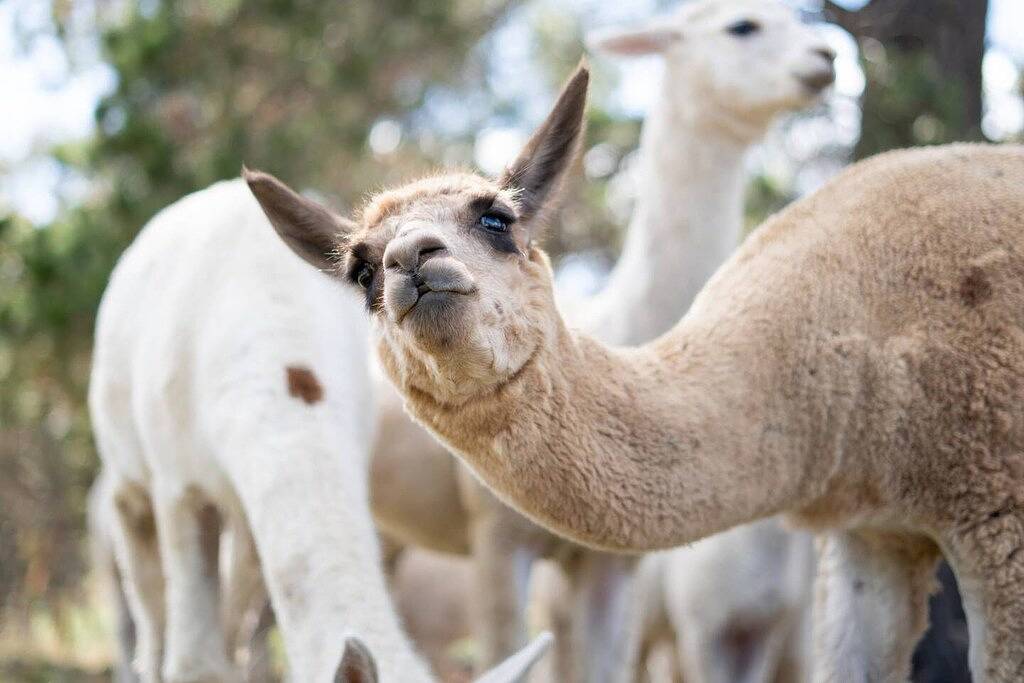 Sithuri Tiny House - A Windeyer Outback Experience in Mid-Western Regional Council