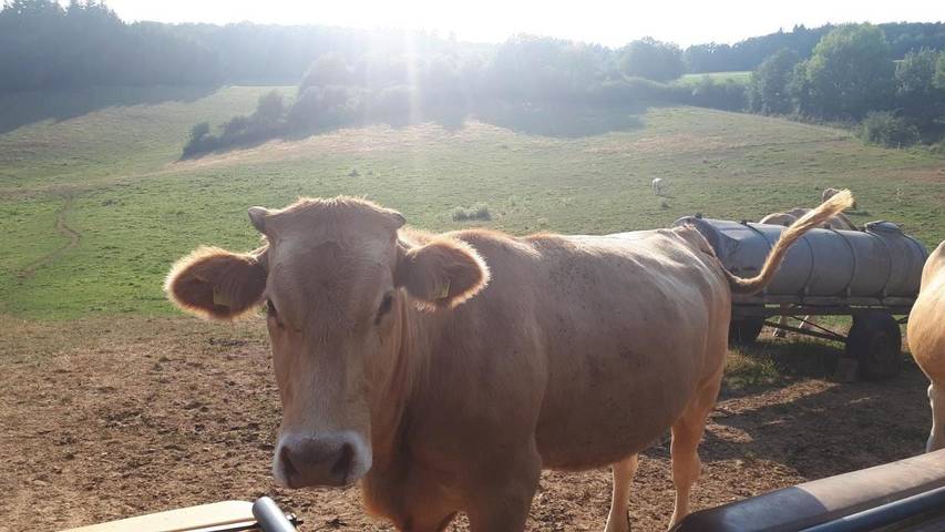 Ferienwohnung für 10 Personen, mit Ausblick und Balkon in Wimbach - 2