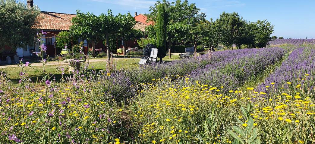 Gîte pour 4 personnes, avec piscine ainsi que jardin et terrasse dans les Alpes-de-Haute-Provence - 4