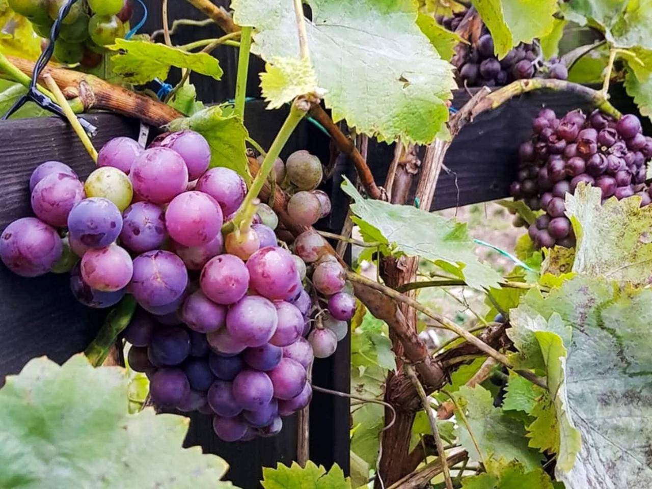 4 Personen Ferienhaus in Ingarö in Artipelag, Stockholmer Schärengarten