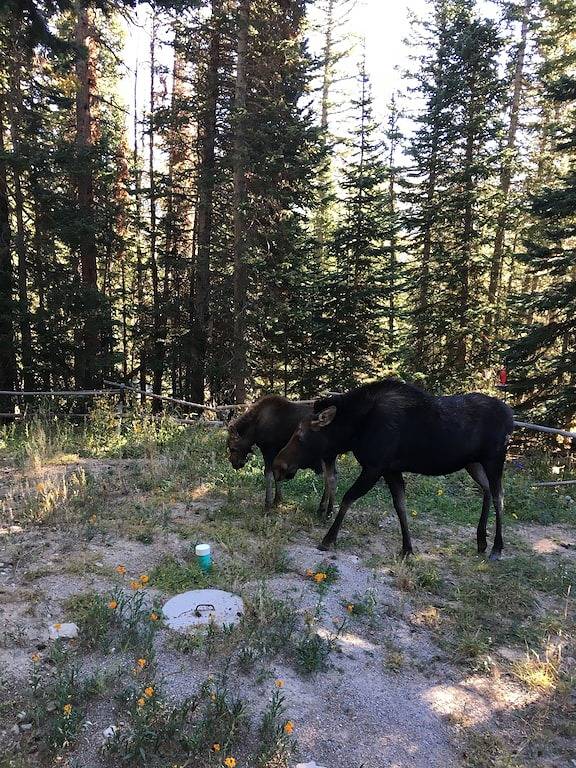 The Fox Den is the perfect cabin for a couples get away near Breckenridge Co. in Park County