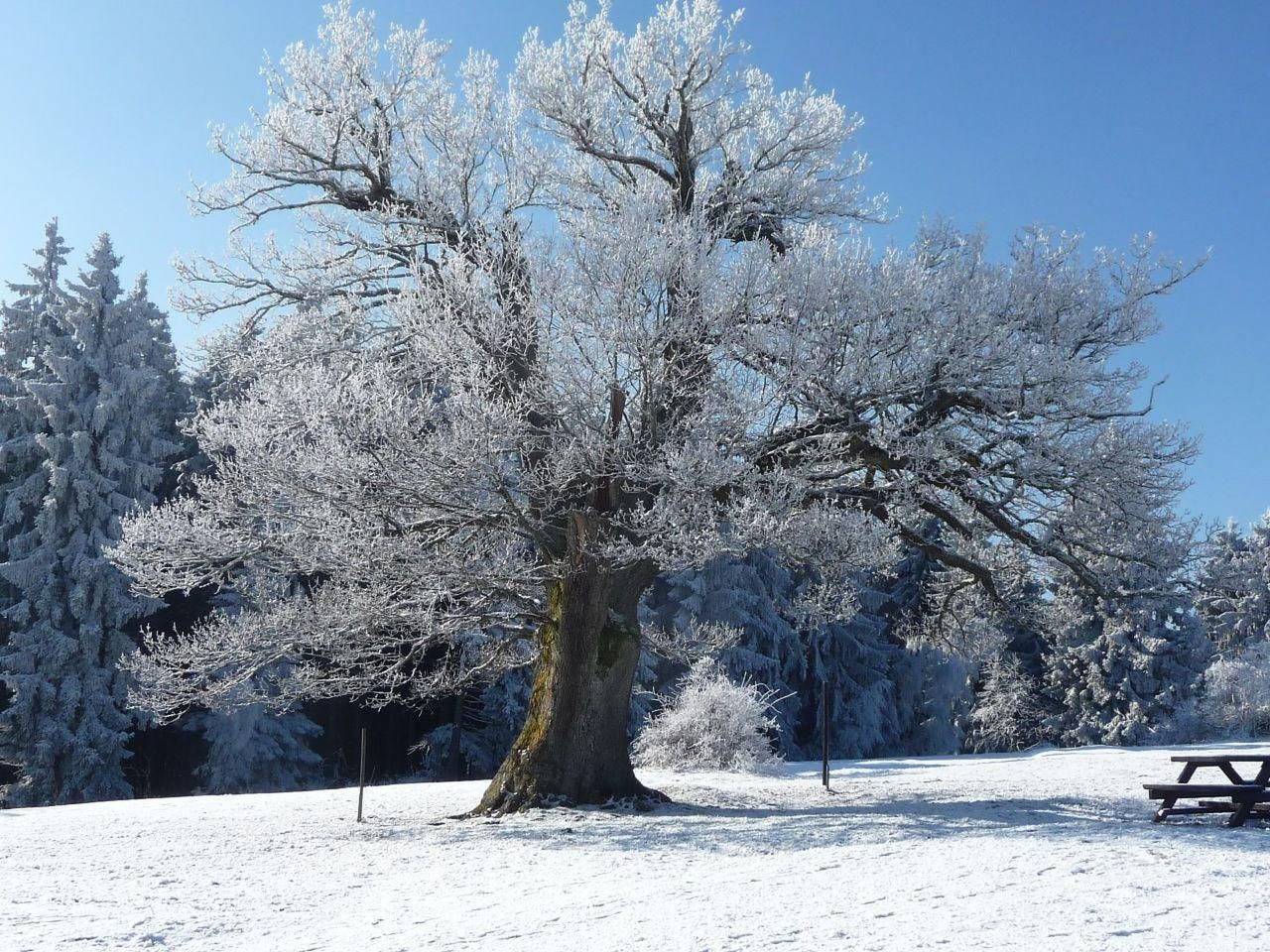 Harz-Haus-Bruns, foto 13