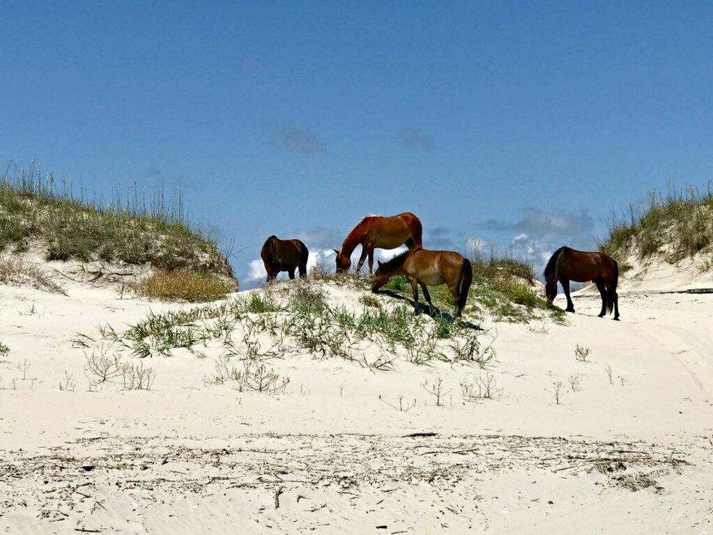 Nur wenige Schritte zum Strand! Boot / Trailer freundlicher Bereich. in Whalebone, Nags Head