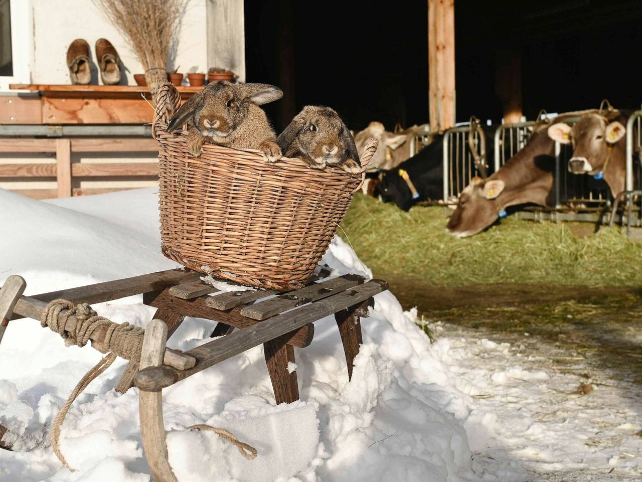 Nahturhof - Urlaub.Natürlich.Erleben. - Chalet Hof in Krumbach (Vorarlberg), Bodensee-Vorarlberg