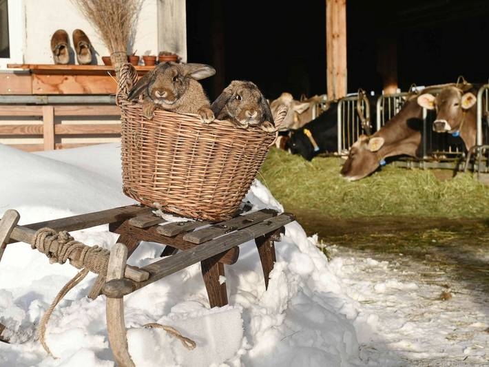 Nahturhof - Urlaub.Natürlich.Erleben. - Doppelzimmer Hochhäderich in Bregenzerwald (Vorarlberg), Krumbach (Vorarlberg)
