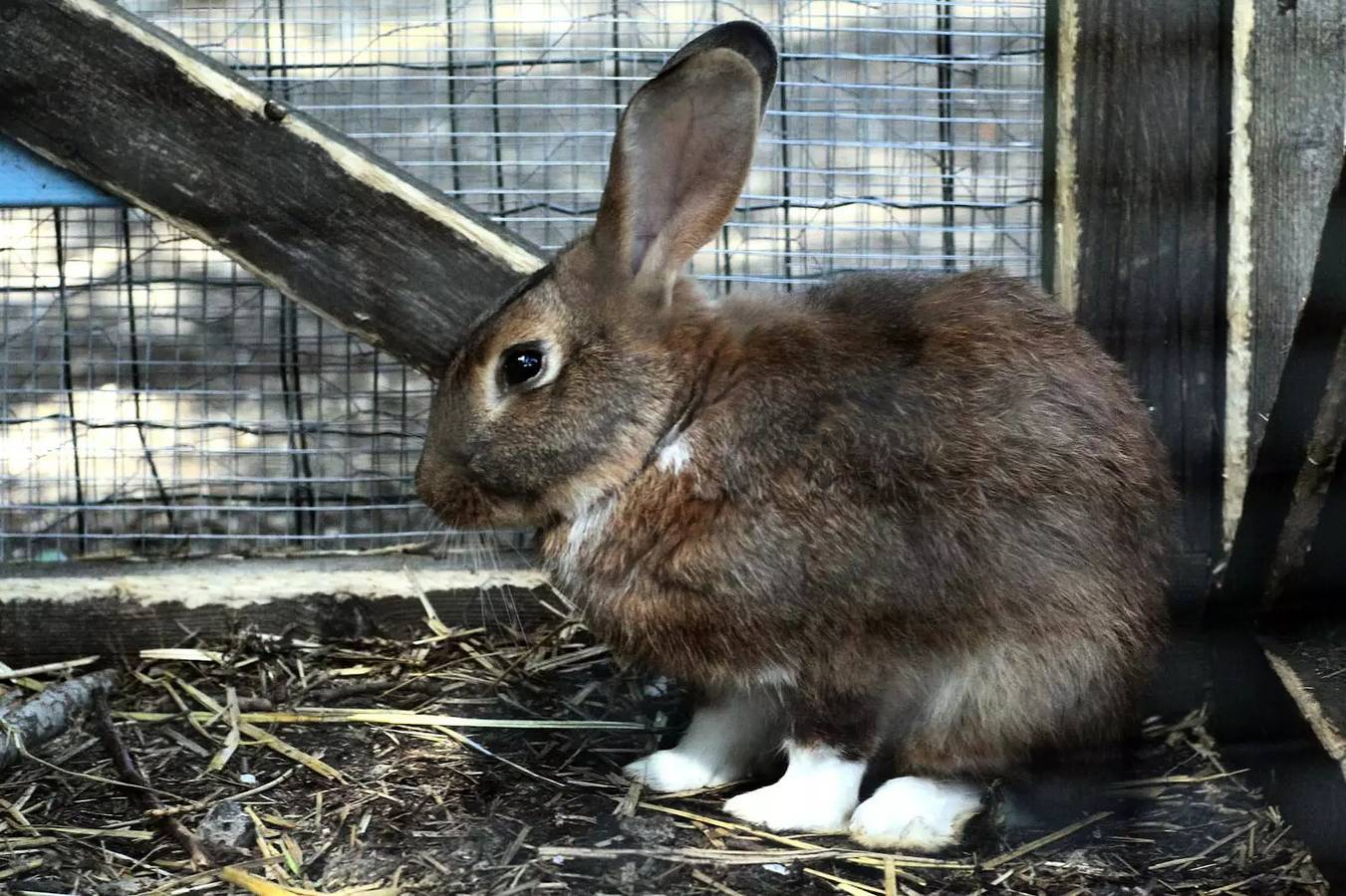 Mobil home Classic 4 estancias 6 personas in Villers-lès-Nancy, Región de Nancy