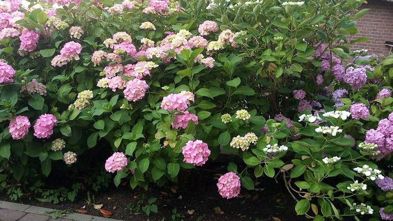 Ferienhaus für 6 Personen (83 m²) in Morsum (Sylt) in Sylt-Ost, Sylt (Gemeinde)