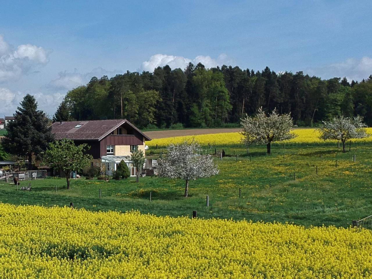 Cały apartament, Haslers Hof in Zurych (kanton)