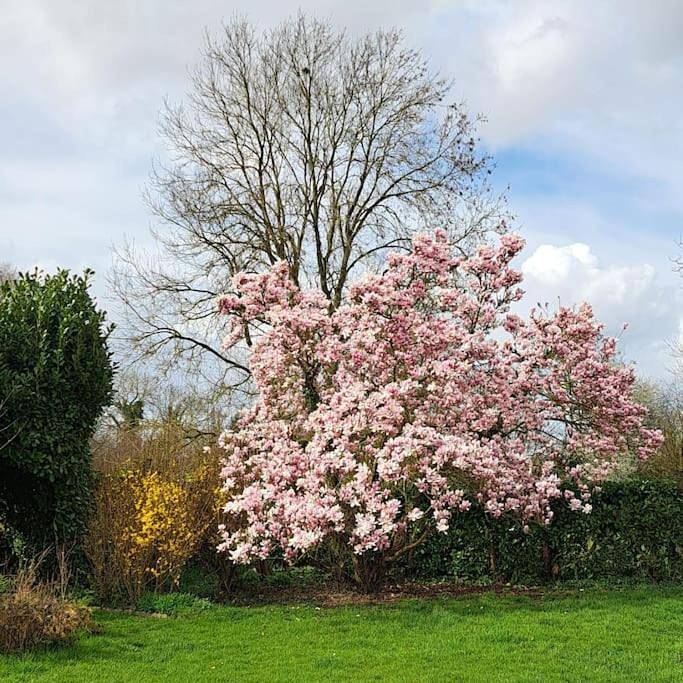 Gîte pour 4 personnes, avec jardin et terrasse à Saint-Désir - 3