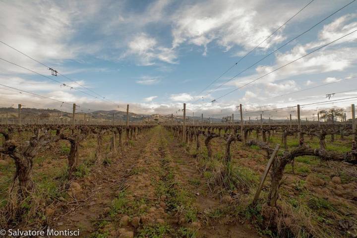 Ferienhaus für 7 Personen, mit Garten, mit Haustier in Castagneto Carducci - 3