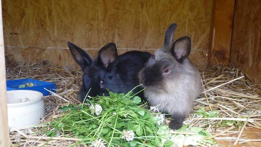 Ferienwohnung für 6 Personen, mit Balkon in Tettnang - 2