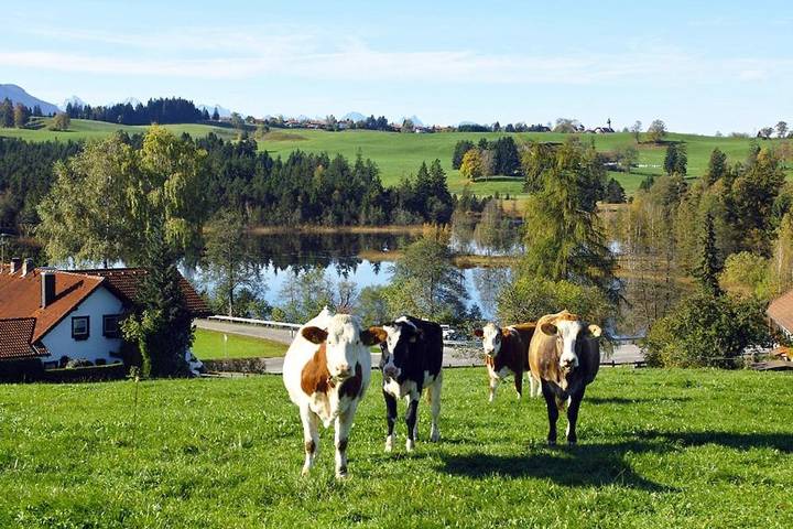 Hotel für 2 Personen, mit Terrasse, mit Haustier in Wieskirche - 4