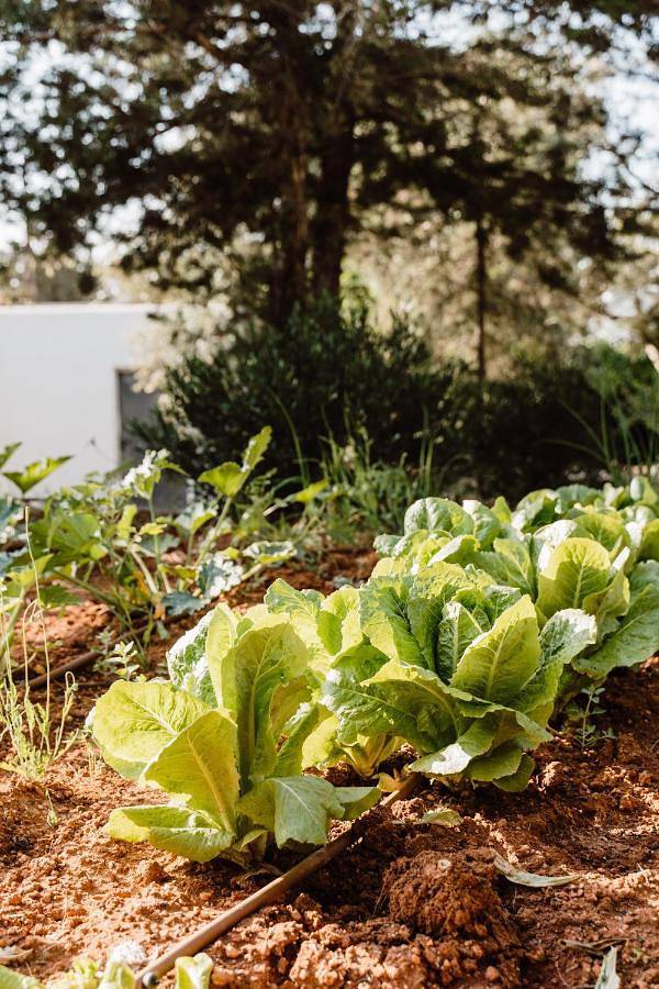 Can Vistabella Boutique Resort in Bella Vista (Ibiza), Sant Antoni de Portmany