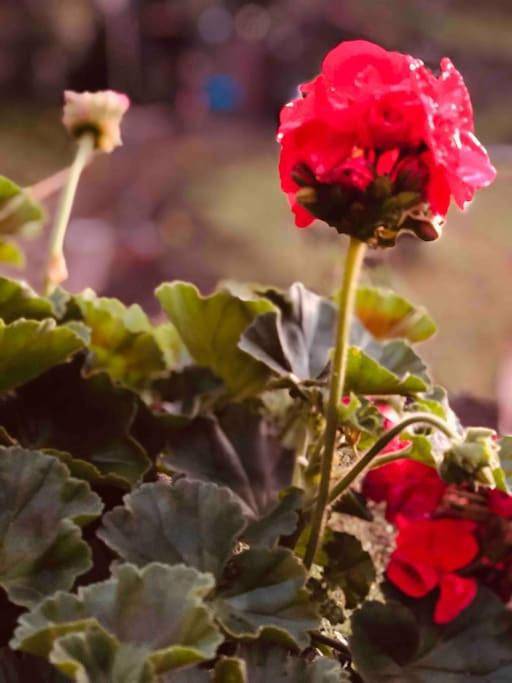 Casa rural para 4 personas, con vistas y terraza en La Orotava - 2