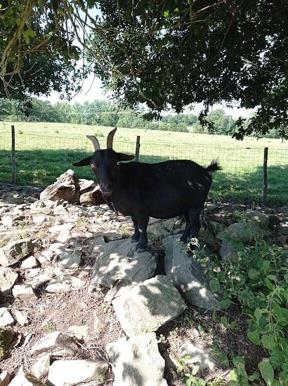 Chambres d'hôtes "le Cocon Vendéen" - Suite familiale " La Vendéenne " in Saint-André-Goule-d'Oie, Vallée de la Loire