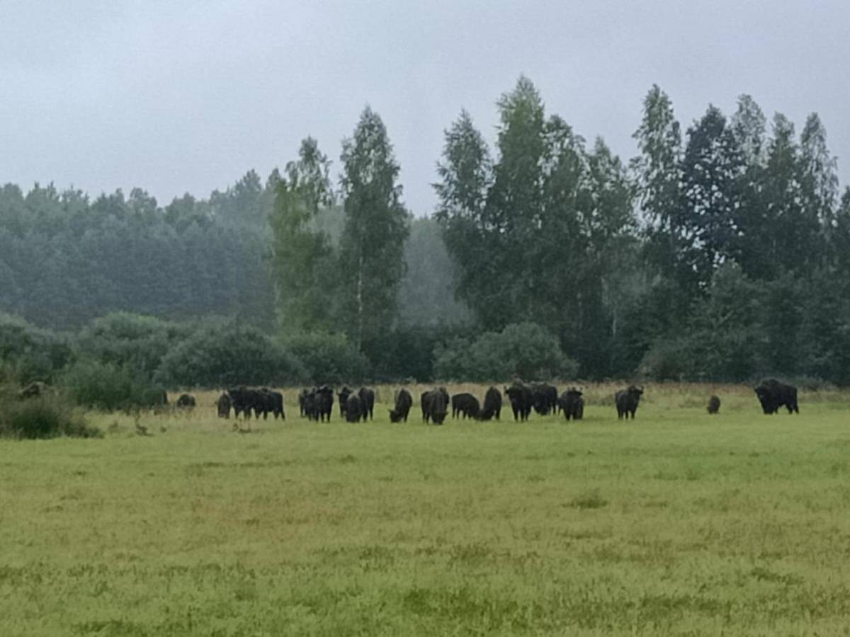 Chata Spokoju pod Gwiazdami in Białowieski Park Narodowy