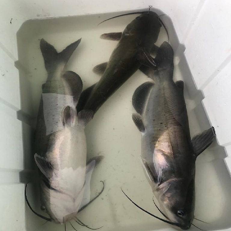 Ganze Wohnung, Gemütliche und komfortable Wohnung mit unglaublicher Aussicht, ein Paradies für Fischer in Lake Conroe