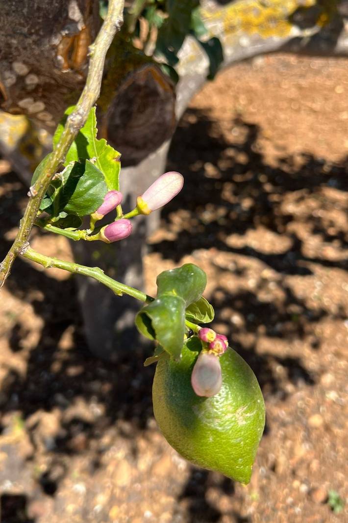 Bungalow für 2 Personen, mit Garten auf Sizilien - 4
