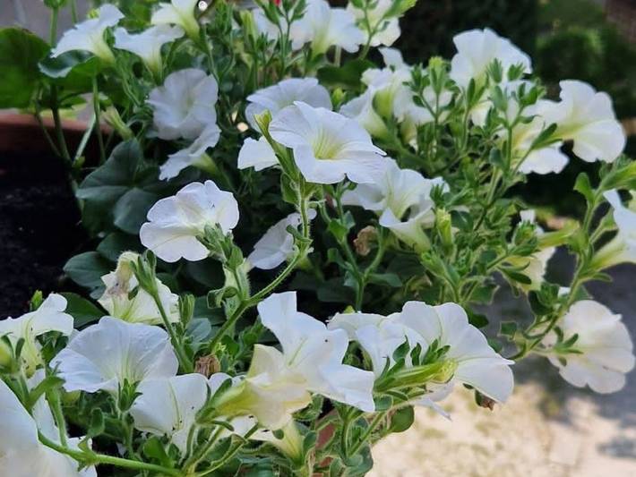 Ferienwohnung für 4 Personen, mit Seeblick und Balkon sowie Ausblick, kinderfreundlich in Bad Wiessee - 4