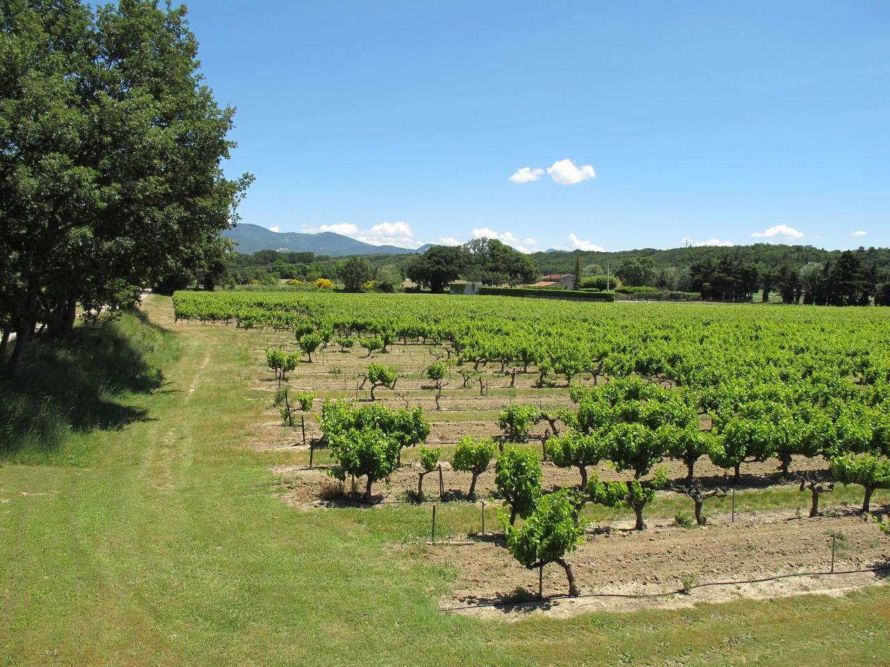 La Cardeline - La Cardeline 628.1 in Grillon, Enclave de Valreas