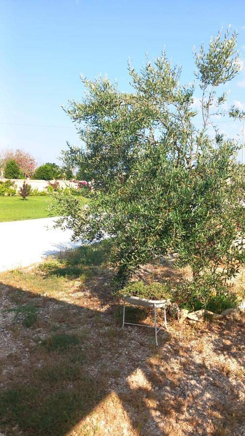 Gîte pour 4 personnes, avec jardin et terrasse, animaux acceptés à Maglie - 4