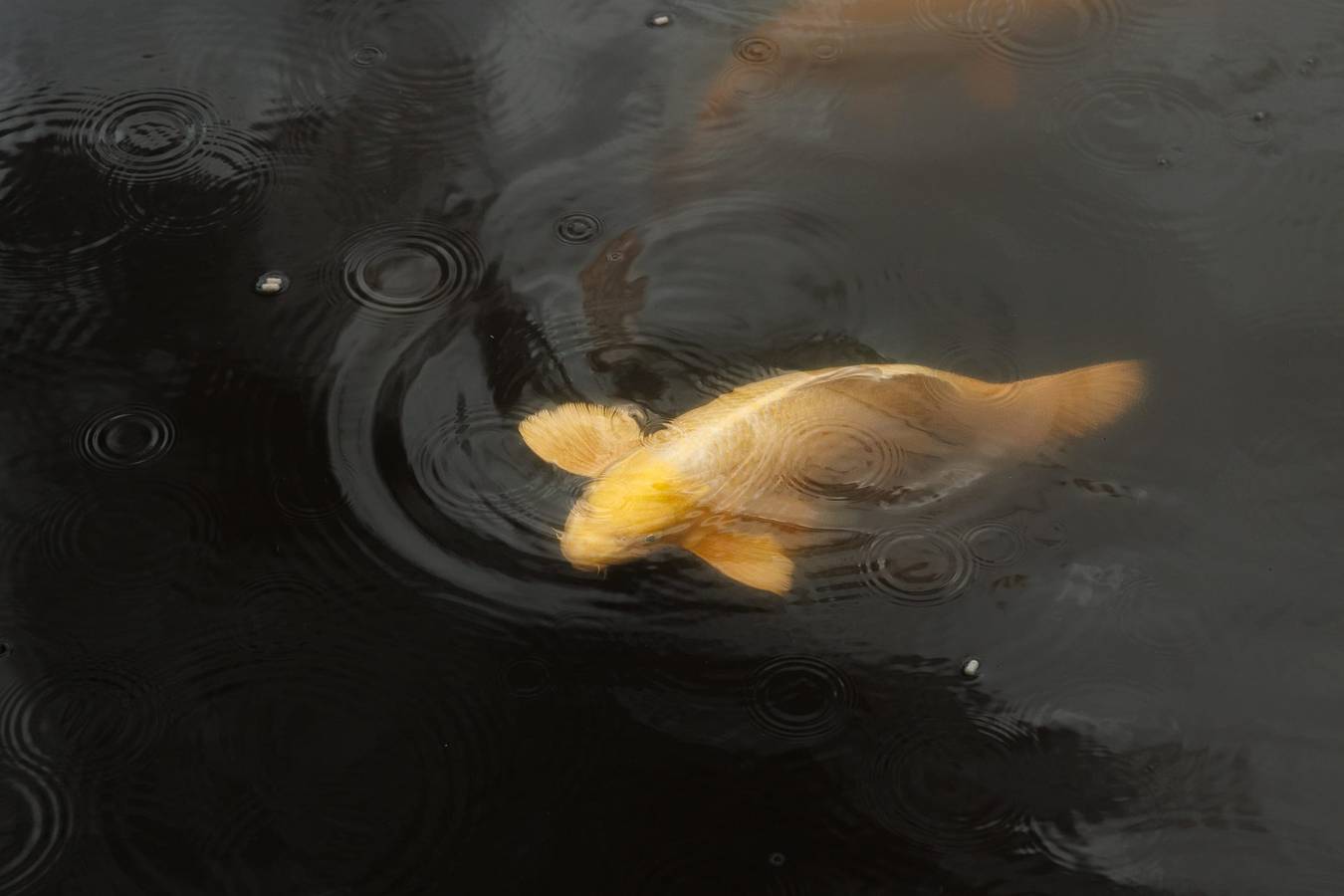 Lodge on the water in Dordogne in Parcoul, Périgord Vert