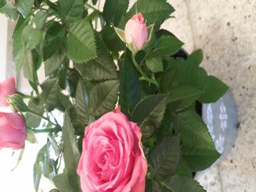 Vakantiewoning voor 4 Personen in Lirstal, Osteifel, Afbeelding 2