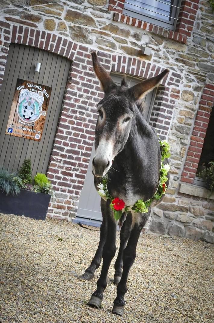 Ferienhaus für 6 Personen, mit Terrasse und Garten in Surbrot