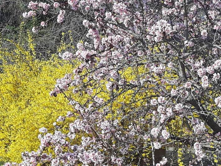 Ferienhaus für 6 Personen, mit Garten und Ausblick sowie Seeblick in Revfülöp - 3