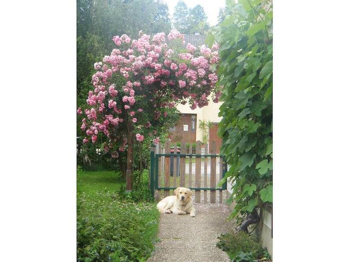Ilse  Pesendorfer in Gmunden, Bezirk Gmunden