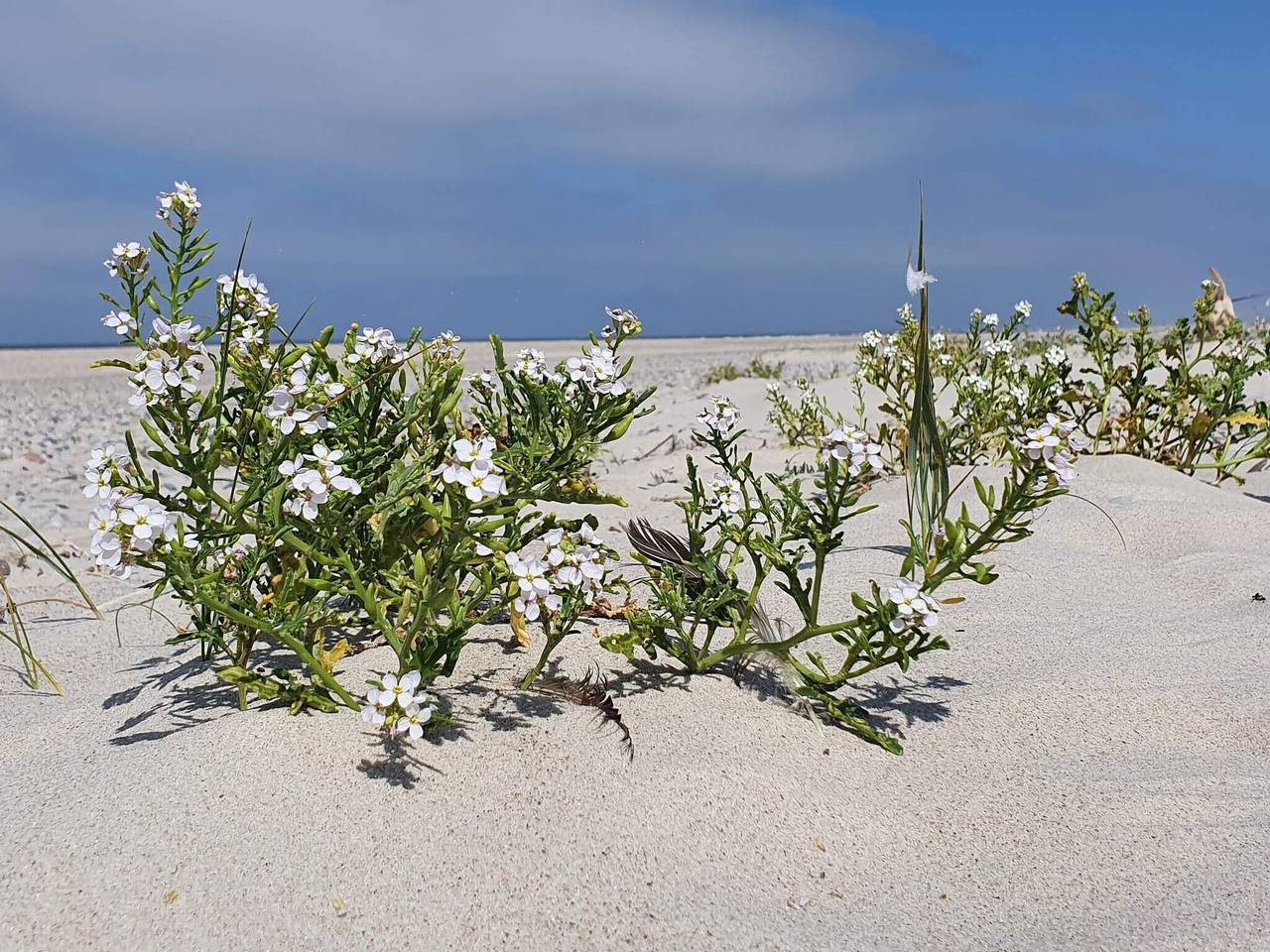 Familienfreundliches Refugium mit Pool -- By Traum Ferienwohnungen in Henne, Varde