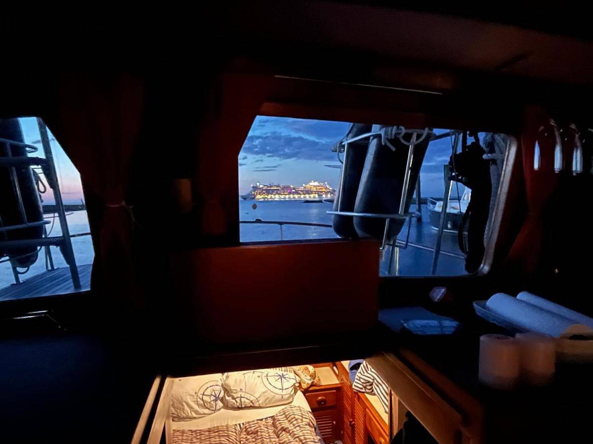 Seewolf in Nordseeküste