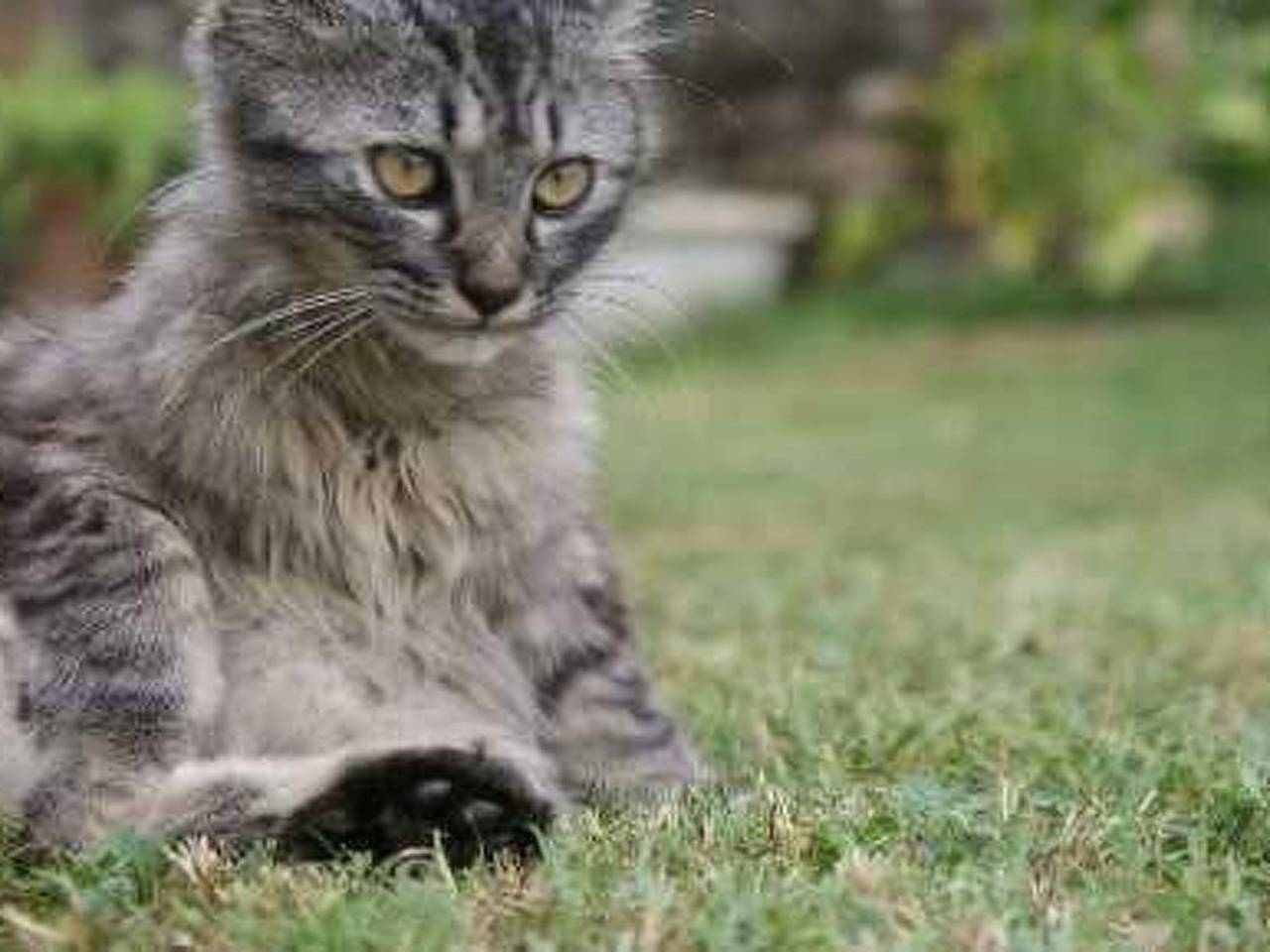 Appartement entier, Wohnung El Graner mit großer Fensterfront in La Vall de Bianya, Garrotxa