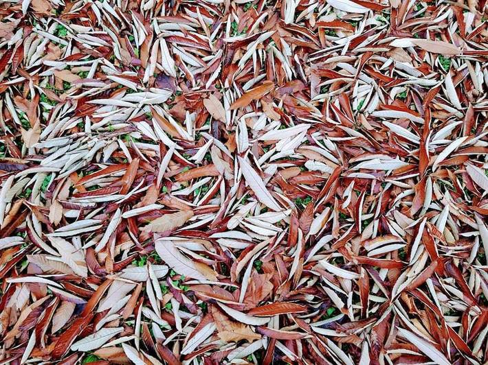 Casa rural para 4 personas, con balcón además de jardín y vistas en Muxía - 4