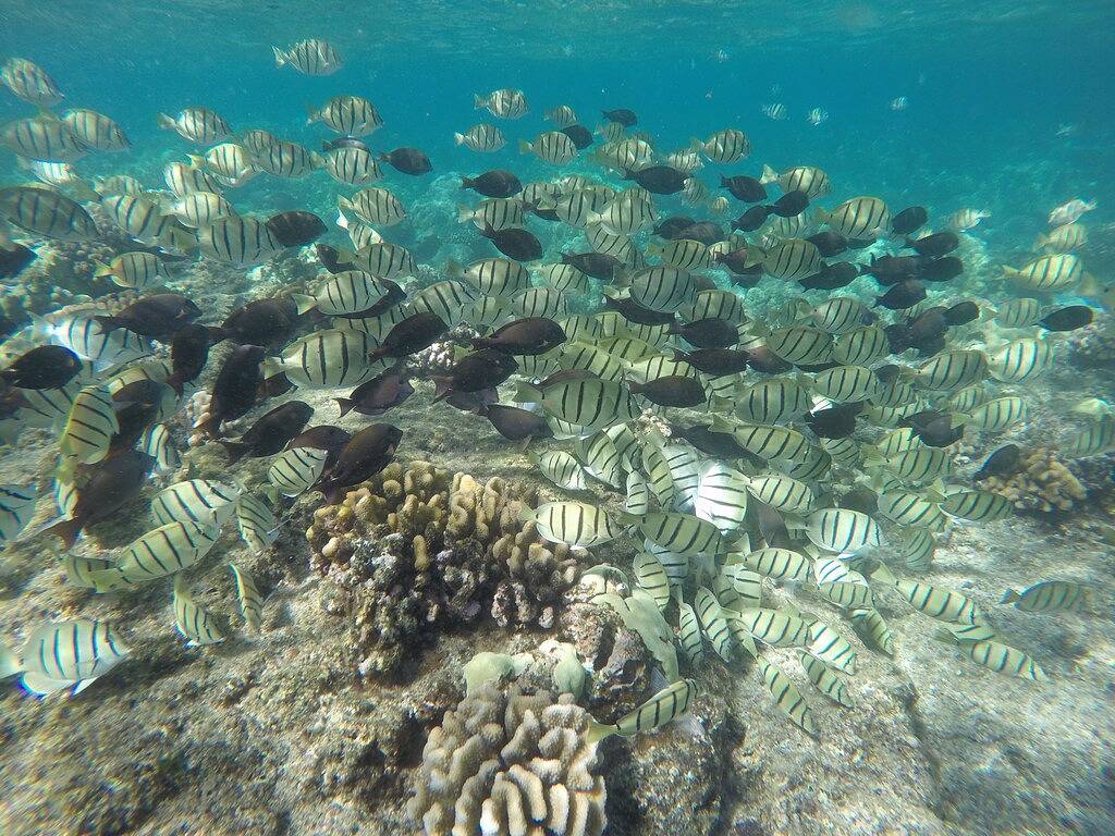 Strandhaus für 15 Personen in Hilo, Insel Hawaii