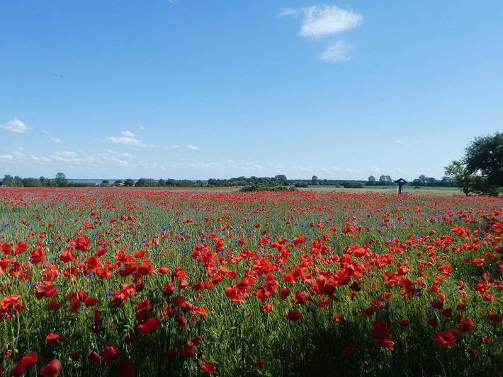 Ferienwohnung für 2 Personen, mit Garten in Ahrenshoop - 4