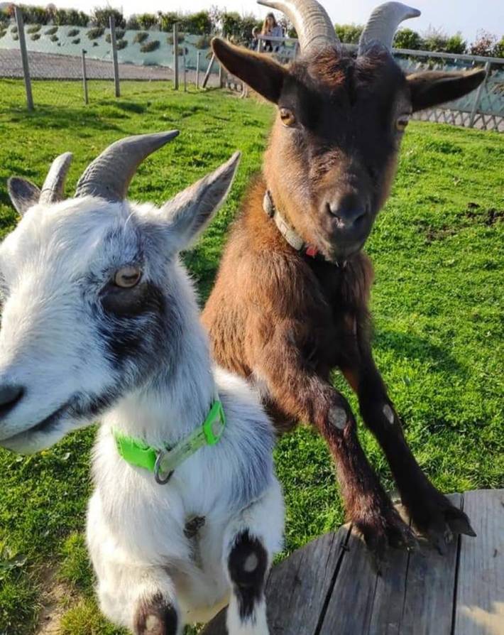 Gîte pour 12 personnes, avec terrasse et jardin en Seine-Maritime - 3
