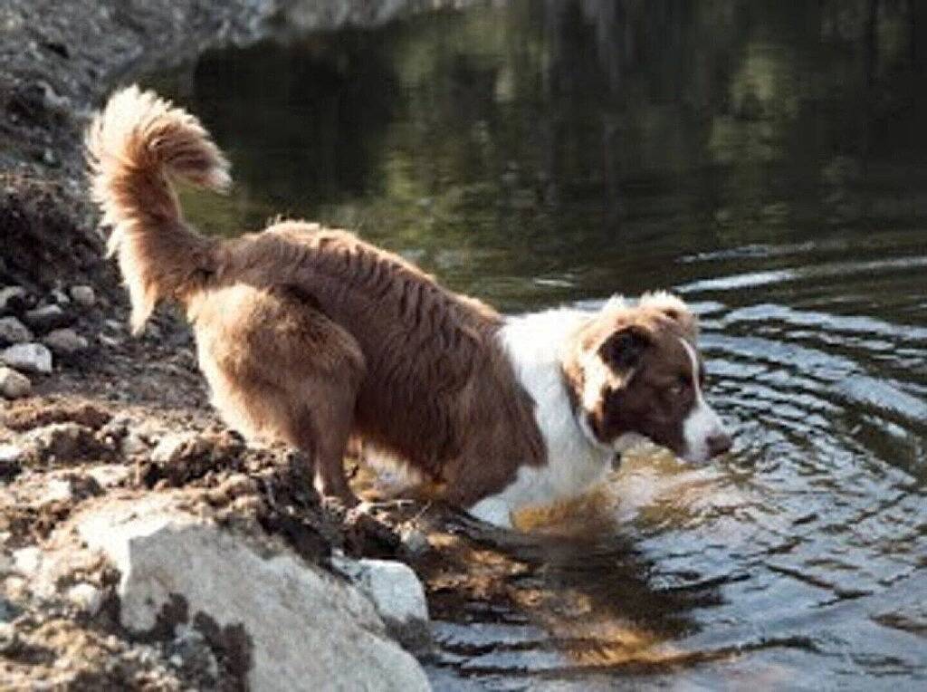 Ozeanansicht, offener Plan mit herausgestelltem Grundgestein in Sunshine Coast Regional District