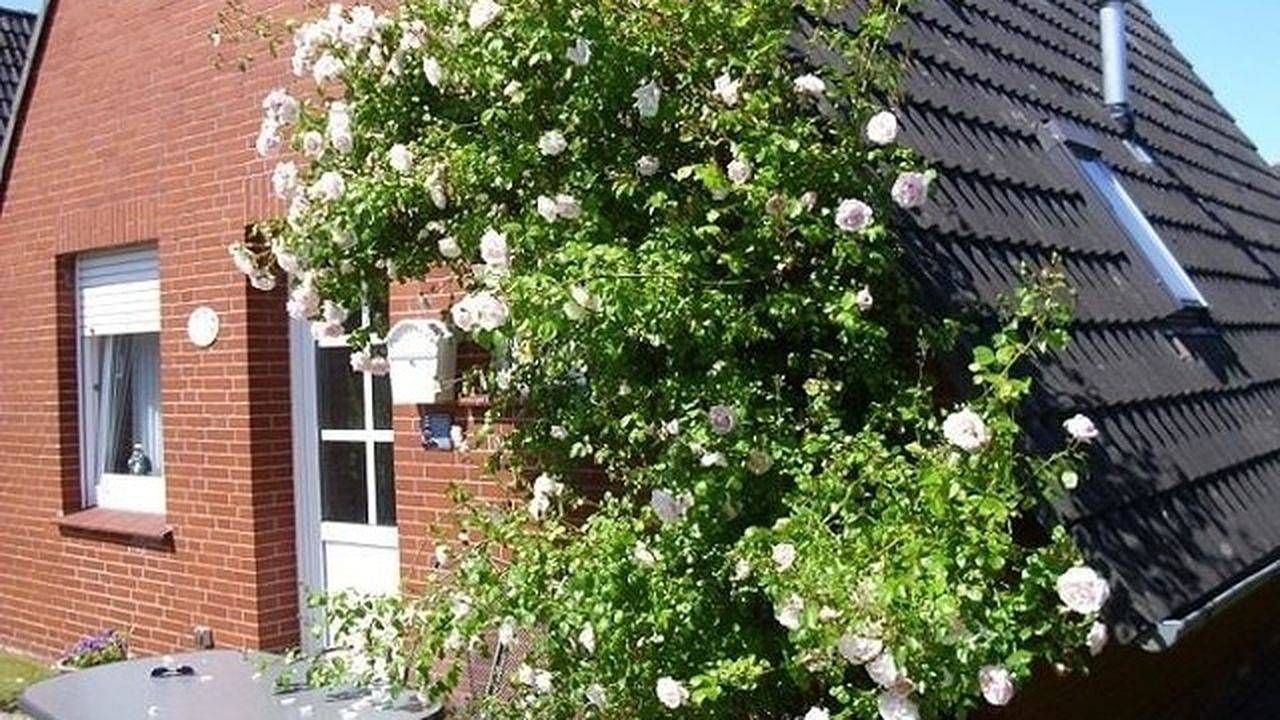 Ferienhaus für 6 Personen (70 m²) in Dornumersiel in Westeraccumersiel, Dornum