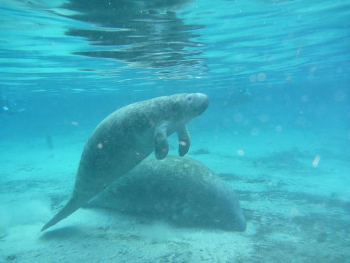 Vacation rental for 5 people, with balcony in Crystal River