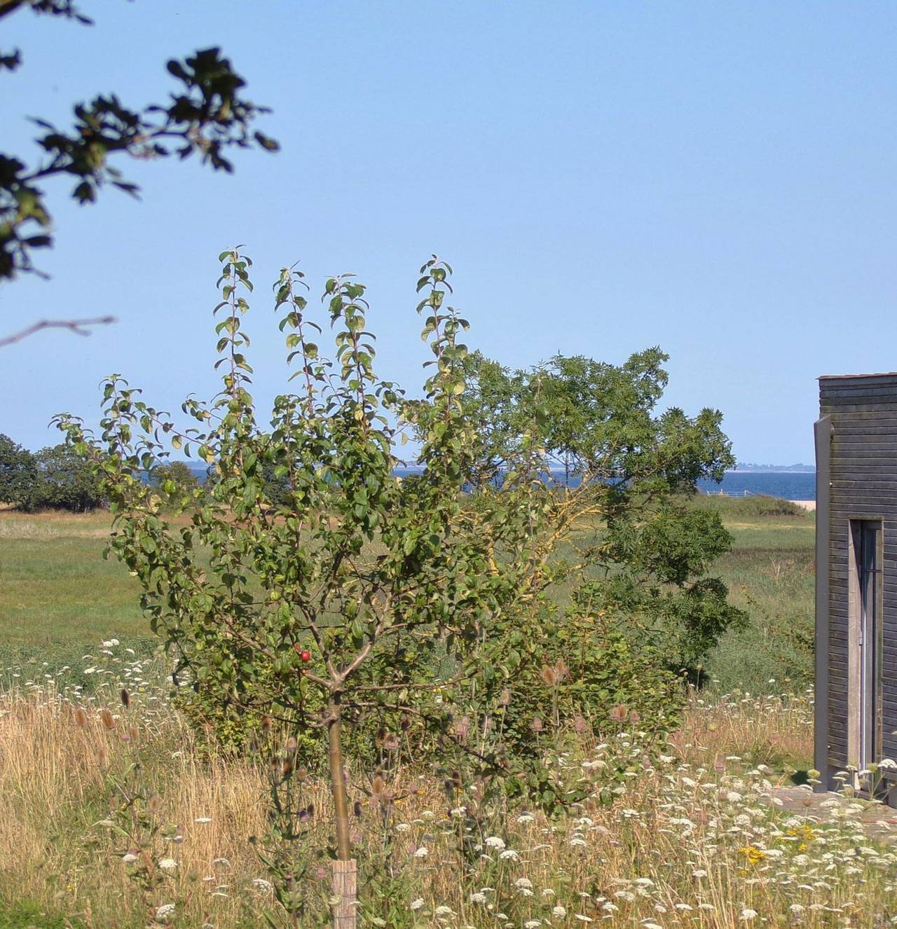 Künstlerkate Zwergbirke unter Reet für 4-5 Personen mit Birk - und Ostseeblick in Geltinger Birk, Nieby