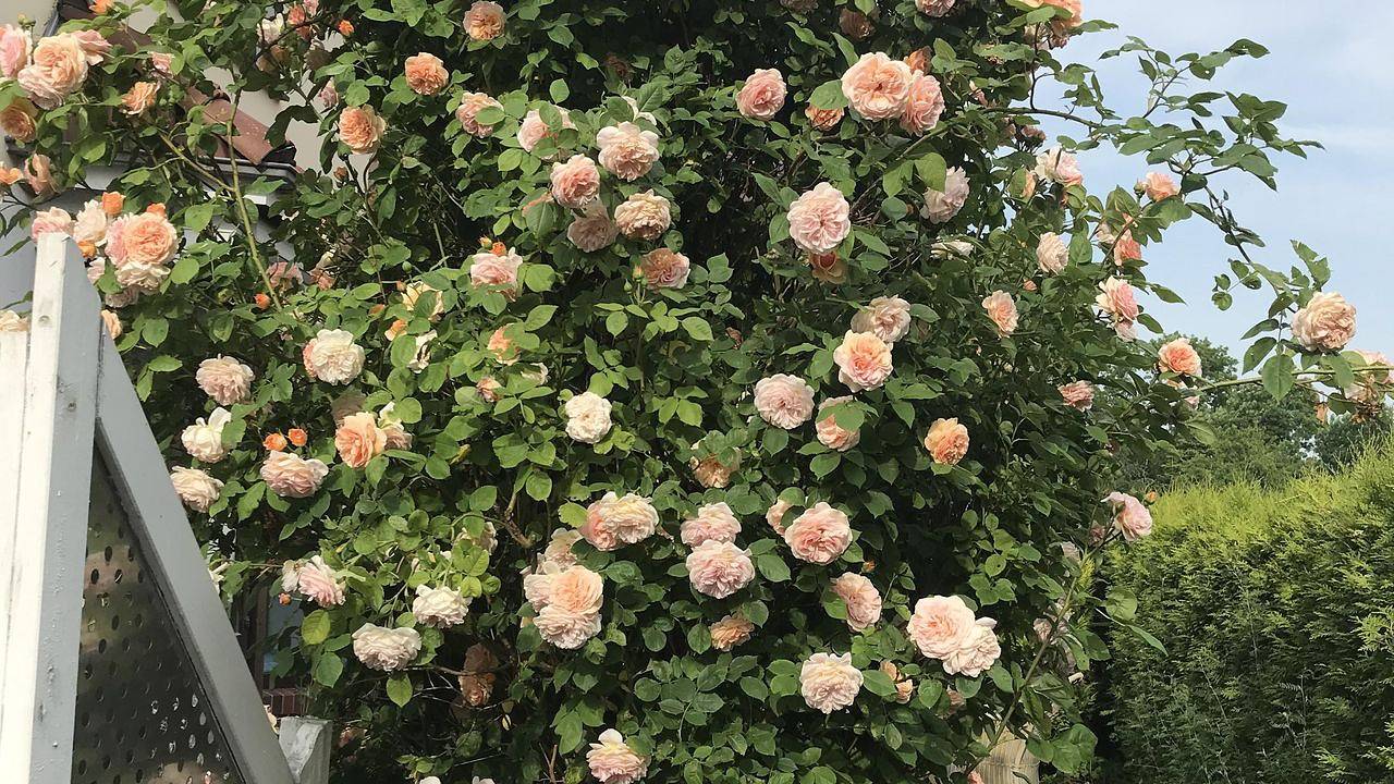 Ganze Ferienwohnung, Ferienwohnung für 8 Personen in Butjadingen-Sillens in Eckwarden, Butjadingen