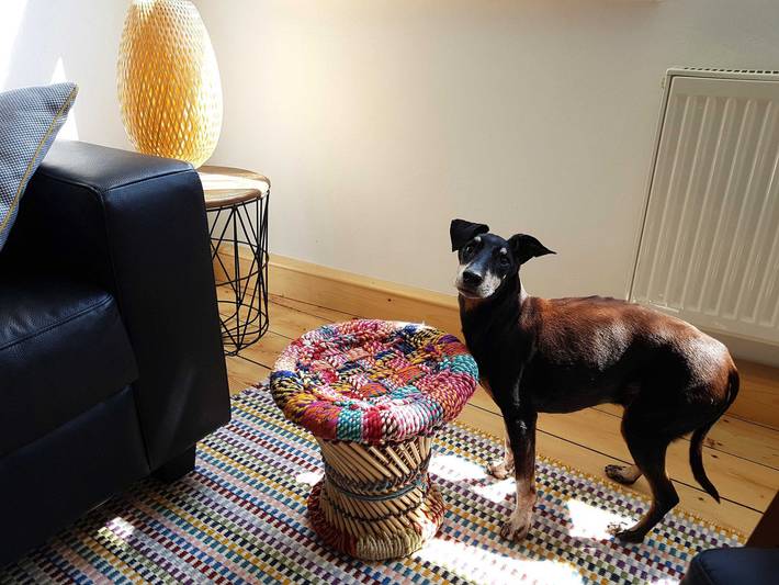 Ferienhaus für 10 Personen, mit Garten, mit Haustier im Ostharz - 3