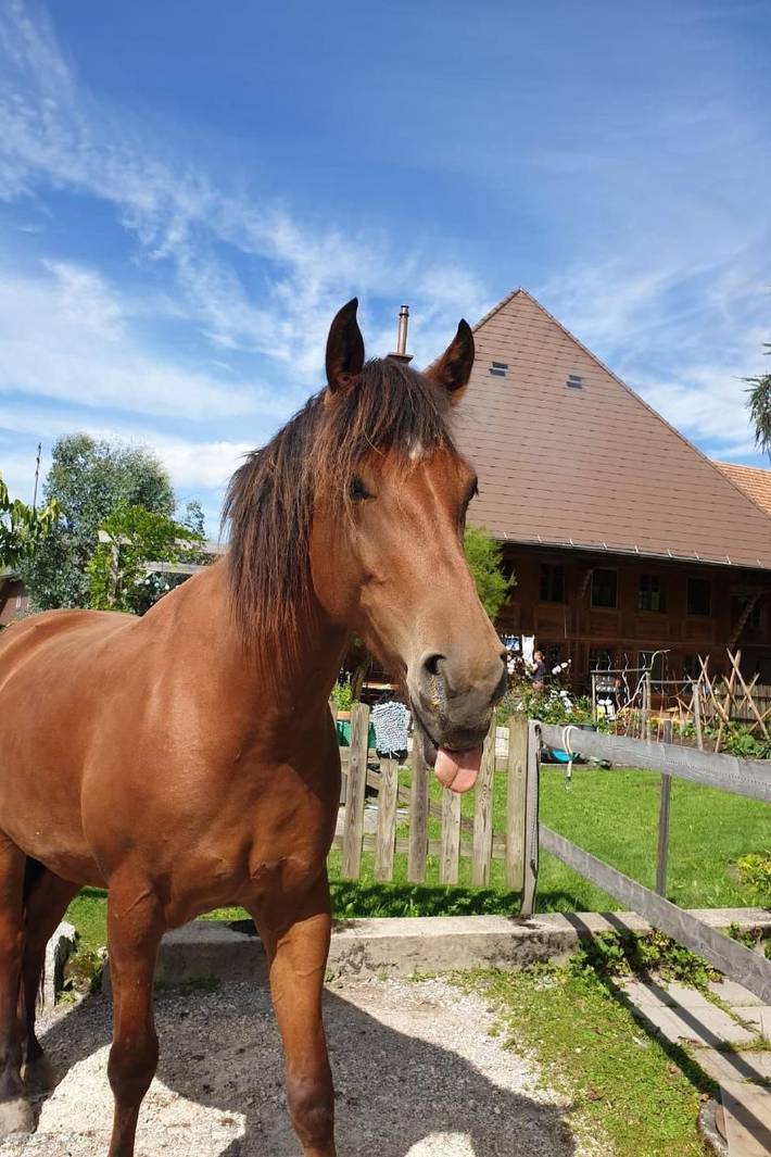 Ganze Wohnung, Sommerhof in Rohrbachgraben, Kanton Bern