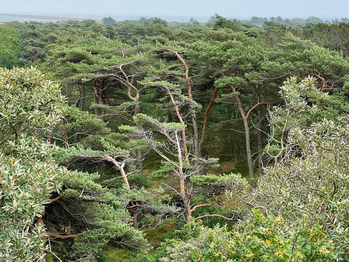 Ferienhaus für 6 Personen, mit Terrasse, kinderfreundlich auf Rømø - 2