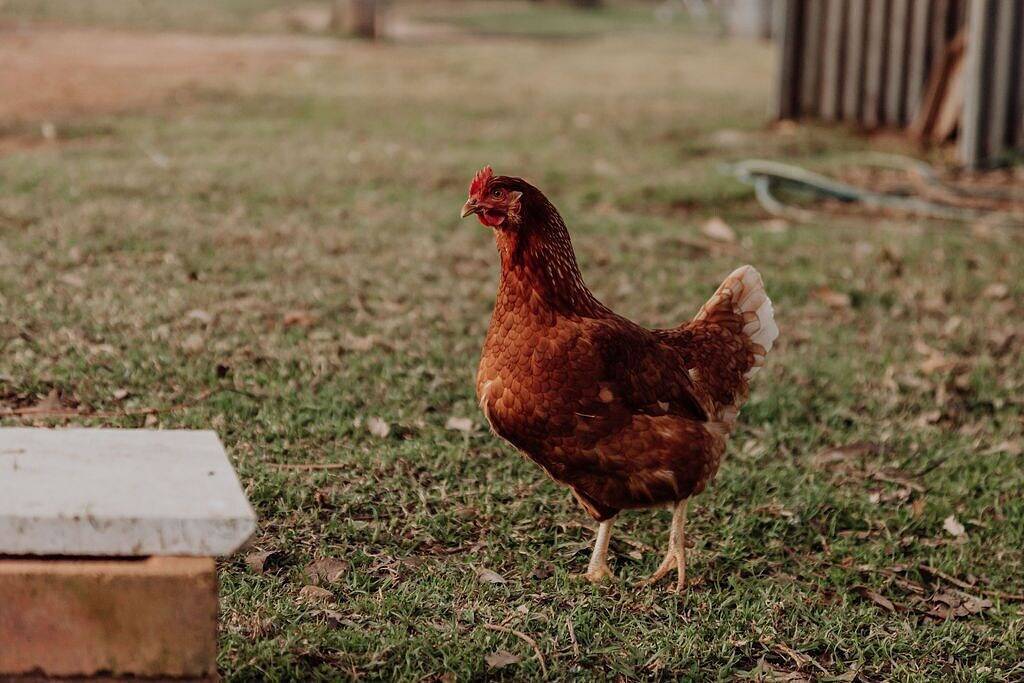 Farmstay close to Mudgee perfect for families in Mid-Western Regional Council