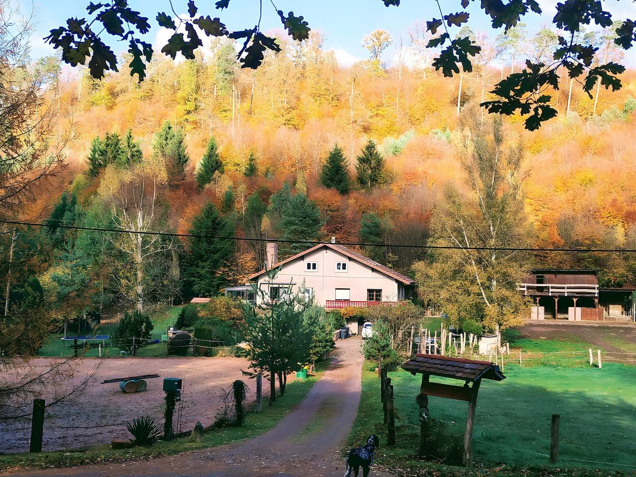Gîte "my home", deep in the forest, with donkeys in Soucht, Sarreguemines