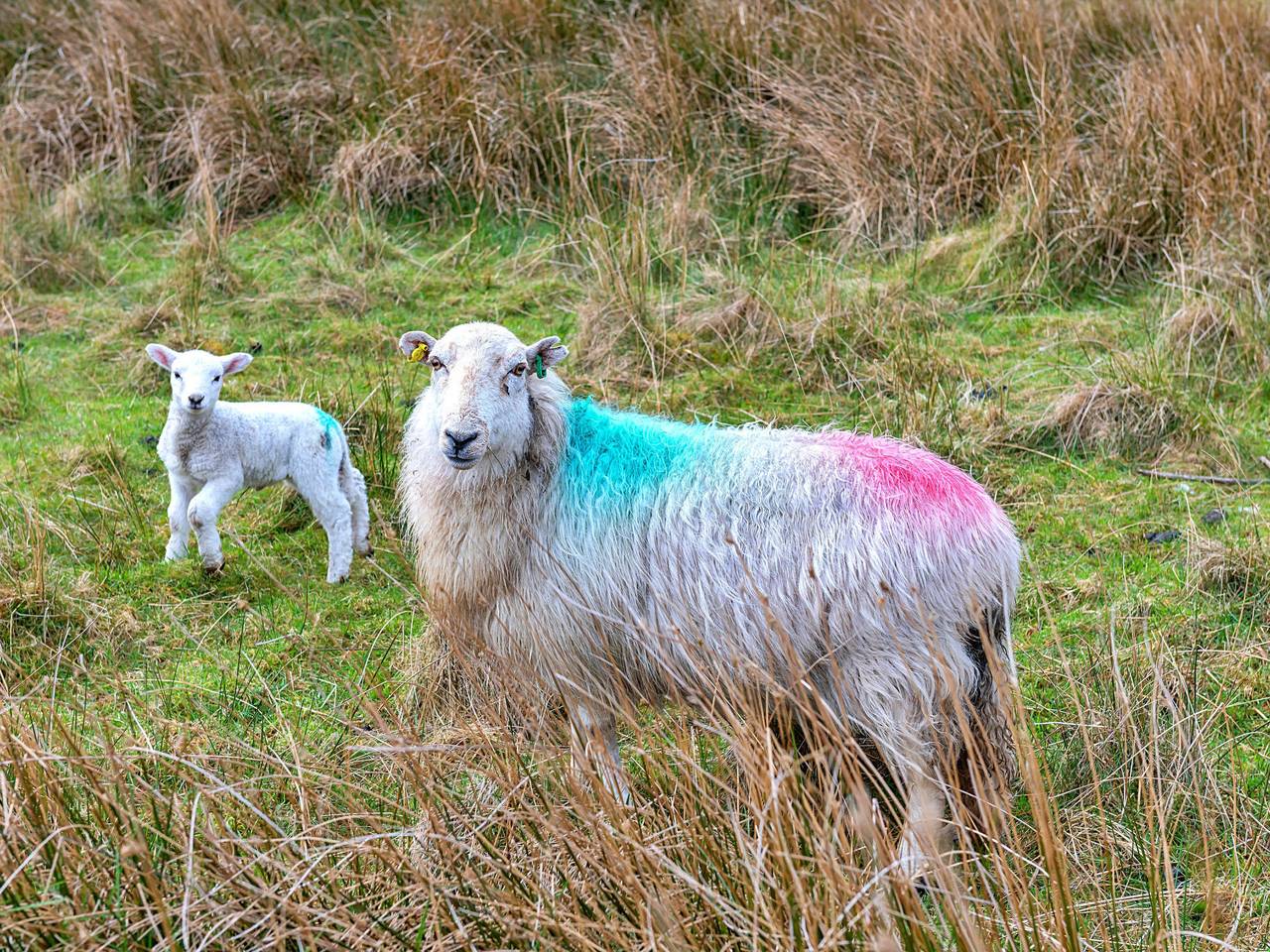 Maes Neuadd in Tanygrisiau, Snowdonia